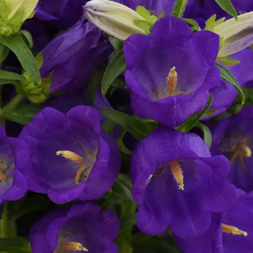 Дзвоник Campana Deep Blue pro-CampanaDeepBlue-500 фото
