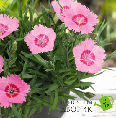 Гвоздика RoseQuartz RoseQuartz фото