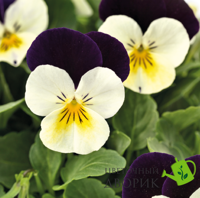 Віола рогата Admire F1 White Purple Wing pro-AdmireWhitePurpleW-1000 фото