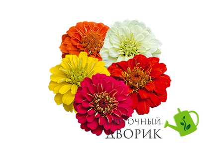 Циннiя Zinnita Mix pro-cinzinmix-500 фото