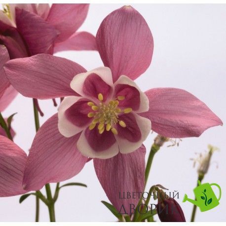 Аквілегія Spring Magic Rose&White pro-akvsprmagros-1000 фото
