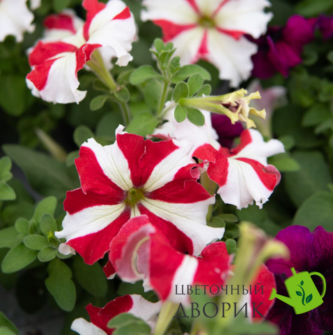 Петунiя Falcon F1 Red White pro-FalconRedWhite-1000dr фото