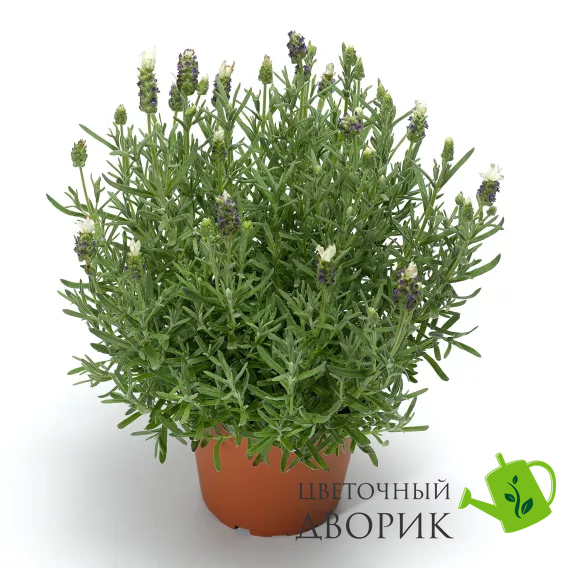 Лаванда Castilliano 2.0 White pro-lavcas20whi-1000 фото