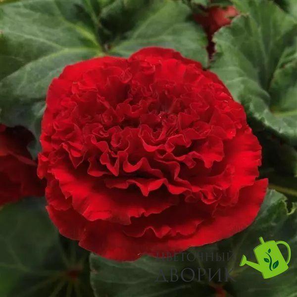 Бегония AmeriHybrid F1 Ruffled Red AmerihybridRuffledRed-5 фото