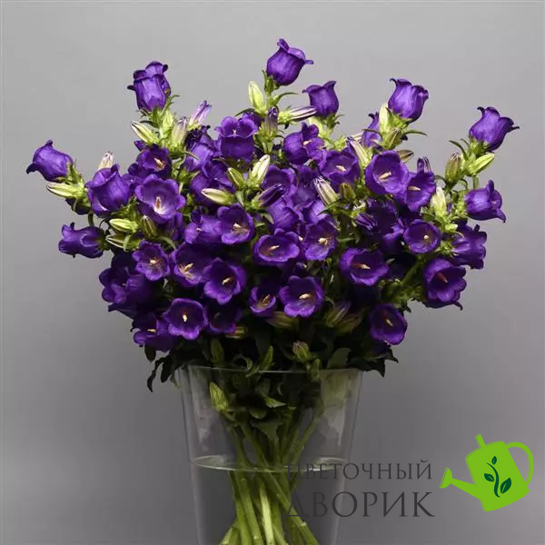 Дзвоник Campana Deep Blue pro-CampanaDeepBlue-1000 фото