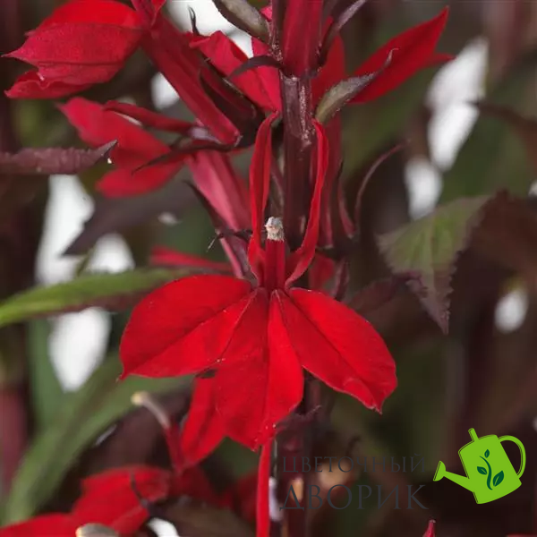 Лобелія Starship F1 Scarlet Bronze Leaf pro-StarshipScarletBronzeLeaf-500 фото