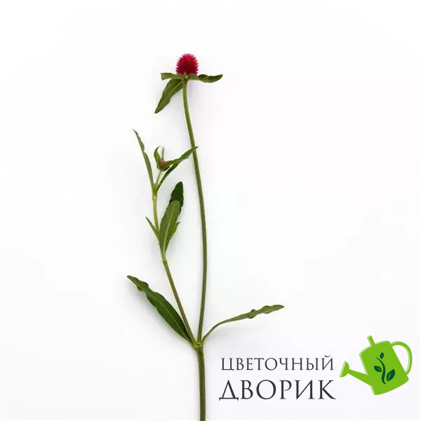 Гомфрена Qis Carmine pro-gomqiscar-1000 фото
