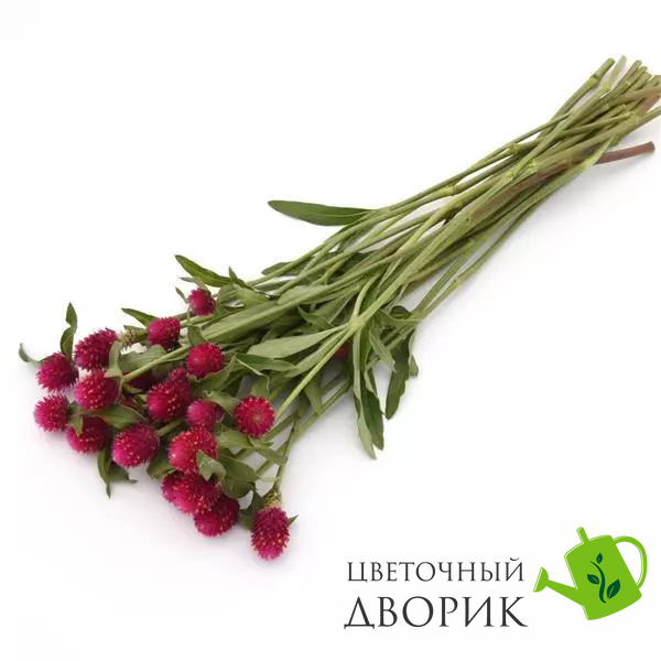 Гомфрена Qis Carmine pro-gomqiscar-1000 фото