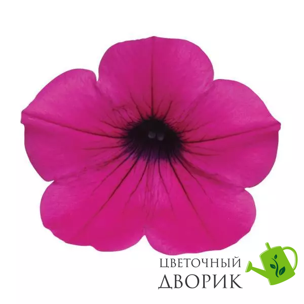 Петунія Wave F1 Purple Classic pro-petwavf1pur-100 фото