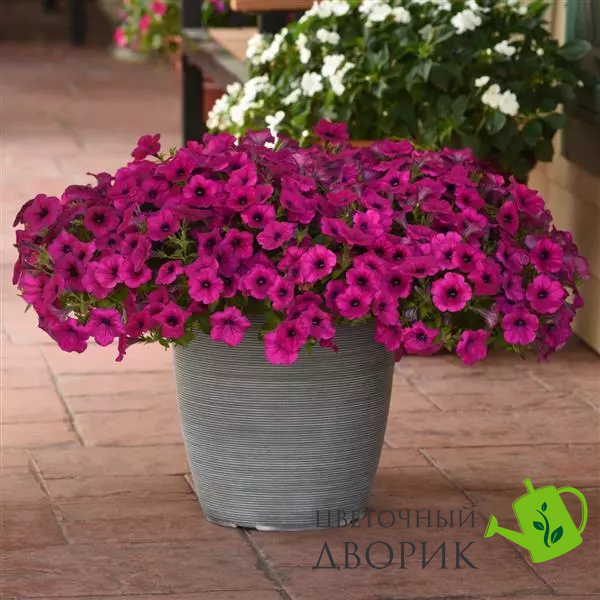 Петунія Wave F1 Purple Classic pro-petwavf1pur-100 фото