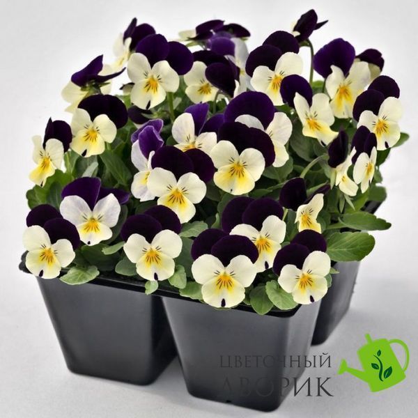 Віола рогата Admire F1 White Purple Wing pro-AdmireWhitePurpleW-1000 фото