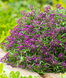 Алиссум Easter Bonnet Violet pro-alieasbonvio-1000os фото 2