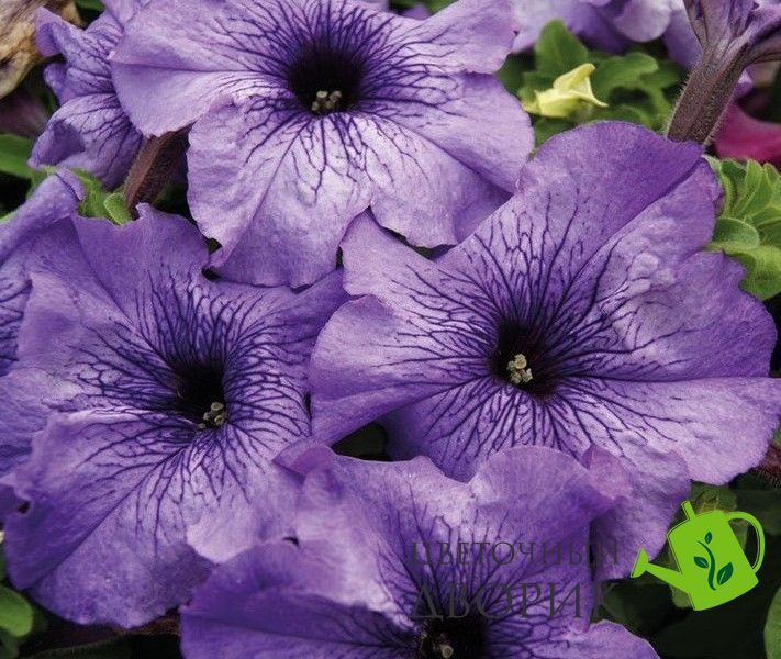 Петунія Limbo F1 Blue Veined LimboBlueVeined фото