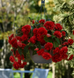 Бегония Sun Dancer Red SunDancerRed фото 1