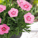 Гвоздика RoseQuartz RoseQuartz фото 3