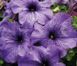 Петунія Limbo F1 Blue Veined LimboBlueVeined фото 2