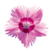 Гвоздика RoseQuartz RoseQuartz фото 2