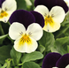 Віола рогата Admire F1 White Purple Wing pro-AdmireWhitePurpleW-1000 фото 3
