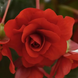 Бегония Sun Dancer Red SunDancerRed фото 2