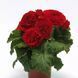 Бегония AmeriHybrid F1 Ruffled Red AmerihybridRuffledRed-5 фото 1