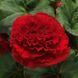 Бегония AmeriHybrid F1 Ruffled Red AmerihybridRuffledRed-5 фото 2