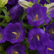 Дзвоник Campana Deep Blue pro-CampanaDeepBlue-1000 фото 1