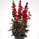 Лобелія Starship F1 Scarlet Bronze Leaf pro-StarshipScarletBronzeLeaf-500 фото 1