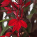 Лобелія Starship F1 Scarlet Bronze Leaf pro-StarshipScarletBronzeLeaf-500 фото 2