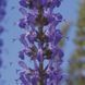 Сальвия Merleau Blue pro-merleauBlue-1000 фото 2