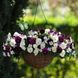 Виола Cool Wave Berries`N Cream CoolWaveBerriesNCream-5 фото 1
