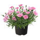 Гвоздика RoseQuartz RoseQuartz фото 1