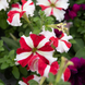 Петунiя Falcon F1 Red White pro-FalconRedWhite-1000dr фото 2