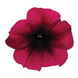 Петунія Easy Wave F1 Burgundy Velour pro-peteaswavf1burvel-100 фото 2