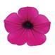 Петунія Wave F1 Purple Classic pro-petwavf1pur-100 фото 3