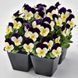 Віола рогата Admire F1 White Purple Wing pro-AdmireWhitePurpleW-1000 фото 4