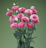 Еустома Croma F1 2 Pink  pro-Croma2Pink-1000 фото