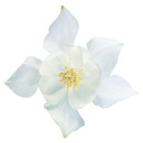 Аквилегия Spring Magic White pro-akvsprmagwhi-1000 фото