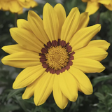 Газанiя Gazoo Yellow With Ring GazooYellowRing фото