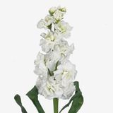 Маттіола Arrow Early White pro-ArrowEarlywhite-1000 фото