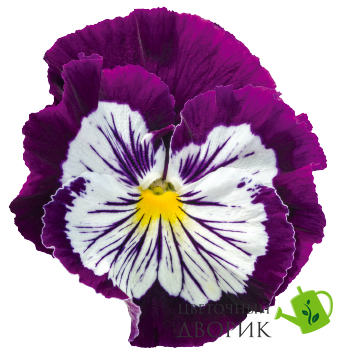 Виола Cats PLus F1 Purple&White  pro-viocatpluf1purnew-500 фото