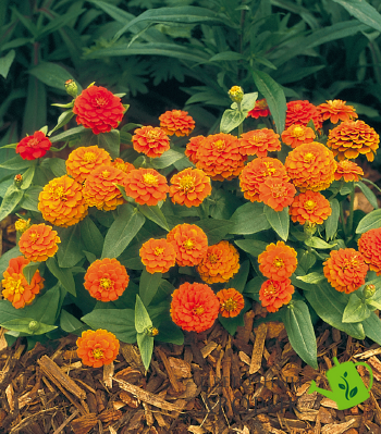 Циннiя Zinnita Orange pro-cinzinora-500 фото
