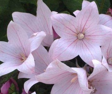 Платикодон Astra Light Pink AstraLightPink фото