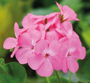 Пеларгонія Apache Pink pro-pelapapin-1000 фото