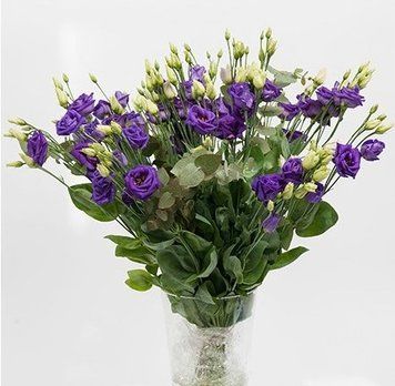Eустома Rosita 4 Blue II New2027 pro-Rosita4Blue-1000 фото