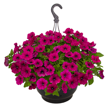 Петунія BOOM!TR F1 Purple New2027 pro-BOOM!TRPurple-1000 фото