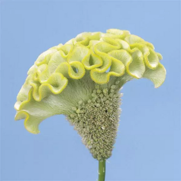 Целозия гребенчатая Spring Green celgresprgre-5 фото