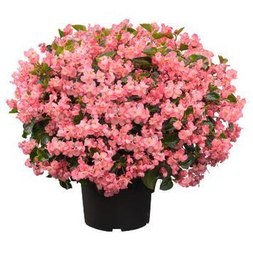Бегонія Big DeluXXe F1 Pink Green leaf BigDeluXXePinkGreenleaf фото