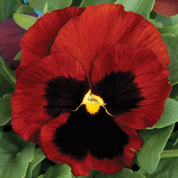 Вiола Colossus F1 Red with Blotch pro-ColossusRedwB-1000 фото