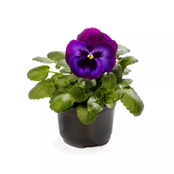Вiола Delta Pro F1 Neon Violet pro-DeltaNeonViolet-1000 фото