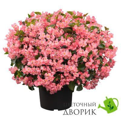 Бегонія Big DeluXXe F1 Pink Green leaf BigDeluXXePinkGreenleaf фото